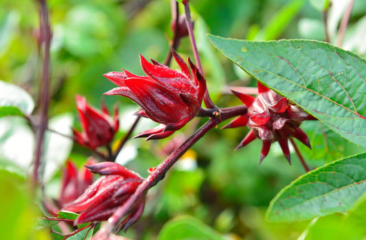 Los Beneficios de la Flor de Jamaica para la Salud